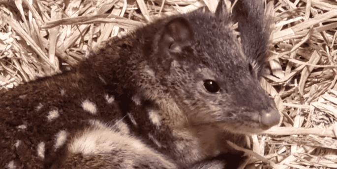 Spotted-tailed Quoll returns to Blue Mountains